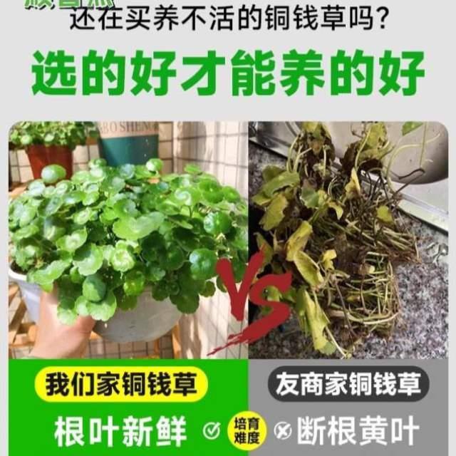 碗莲四MAO5270季好创房间养植盆栽意居养草籽水栽花盆水生养家水-图0