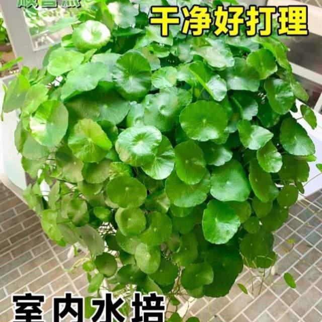 碗莲四MAO5270季好创房间养植盆栽意居养草籽水栽花盆水生养家水-图1