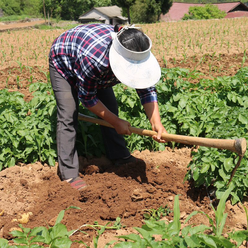 湖北五峰小土豆10斤整箱高山新鲜洋芋迷你黄皮黄心士豆马铃薯蔬菜,淘宝优惠券,粉丝福利购,淘宝优惠卷