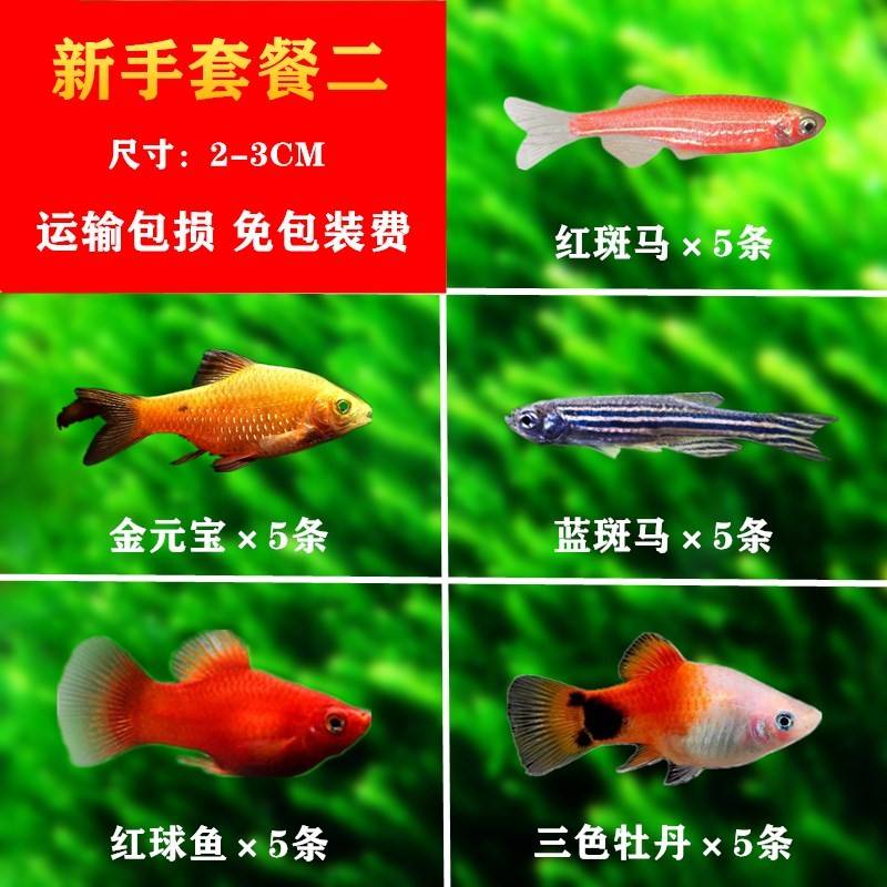 耐活的观赏鱼冷水红绿灯鱼清道夫淡水草缸热带鱼混养套餐小型 - 图2