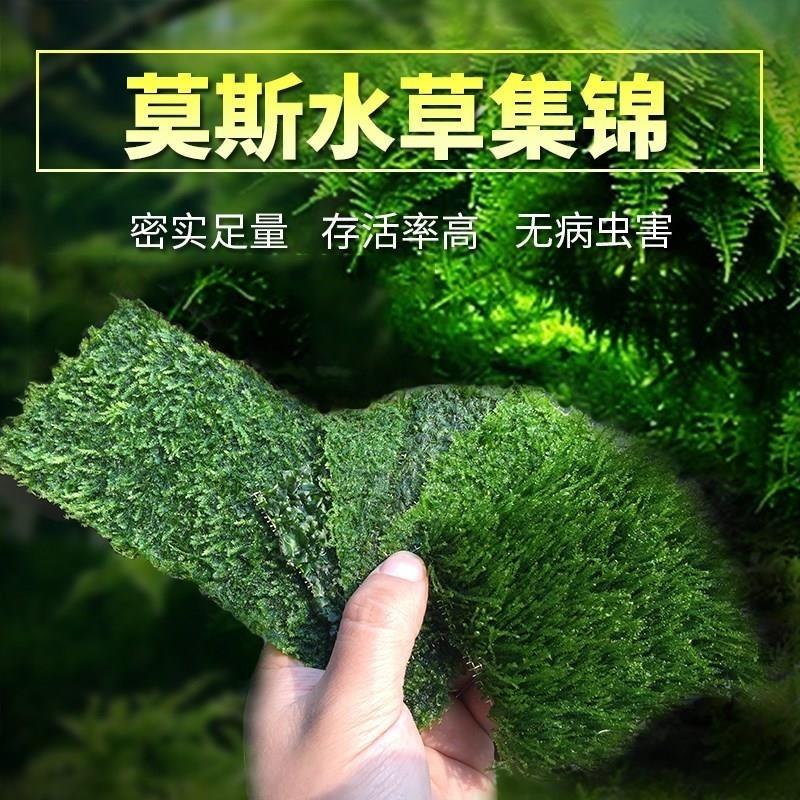 莫斯水草松茸三角火焰莫丝片摩丝MOSS鱼缸造景水族箱不锈钢定植片-图2