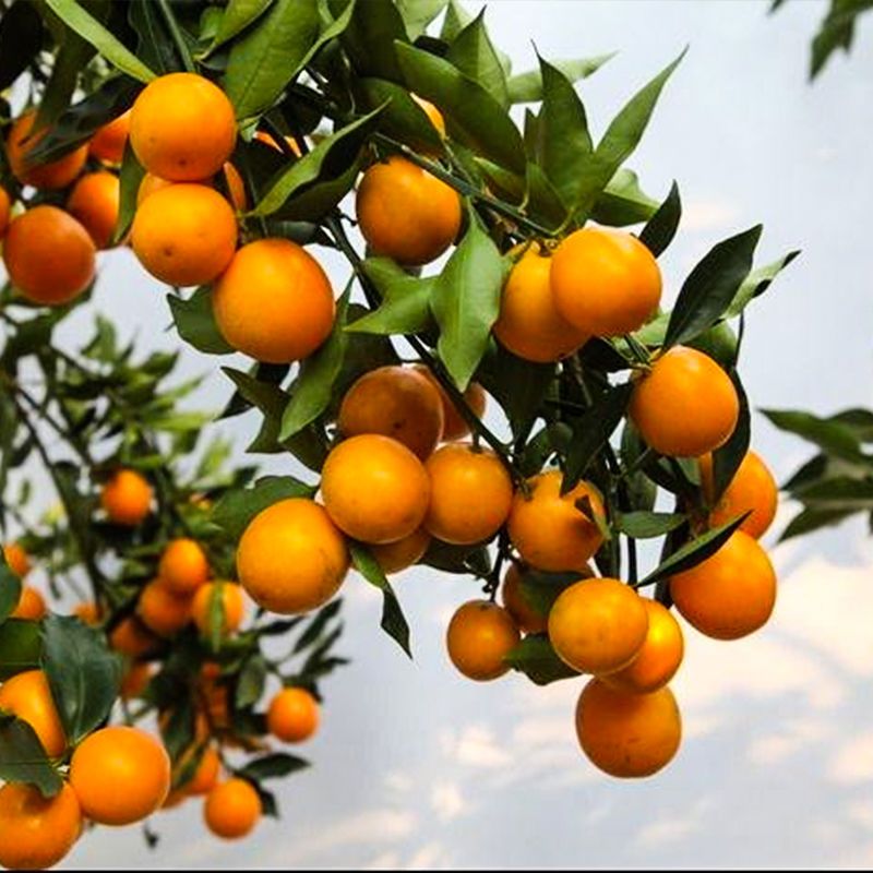 带果发货!脆皮金桔树盆栽地栽树苗四季开花结果可食用耐寒可过冬 - 图0