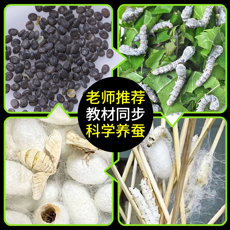 蚕宝宝学生养蚕套装高级房卵蝉活物昆虫观察镜饲养盲盒太空舱桑叶 - 图0