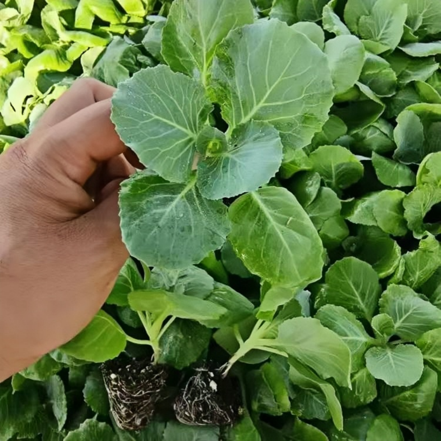 绿甘蓝苗秧苗圆白菜苗球心大头菜苗包菜种籽子耐热耐寒春秋季菜苗,淘宝优惠券,粉丝福利购,淘宝优惠卷