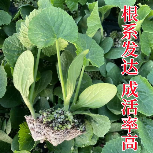 西葫芦苗秧苗油亮茭瓜幼苗四季高产瓜孑苗南方种阳台盆栽蔬菜苗子 - 图2