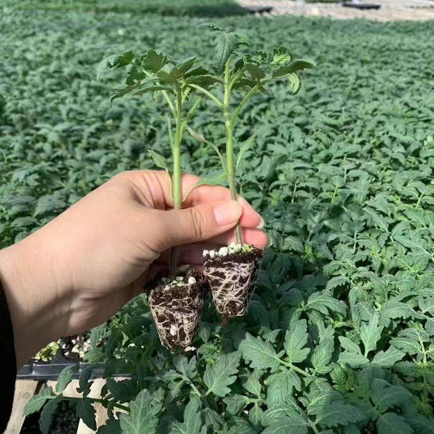 千禧圣女果苗秧苗超甜粉贝贝小番茄苗水果西红柿四季阳台盆栽菜苗,淘宝优惠券,粉丝福利购,淘宝优惠卷