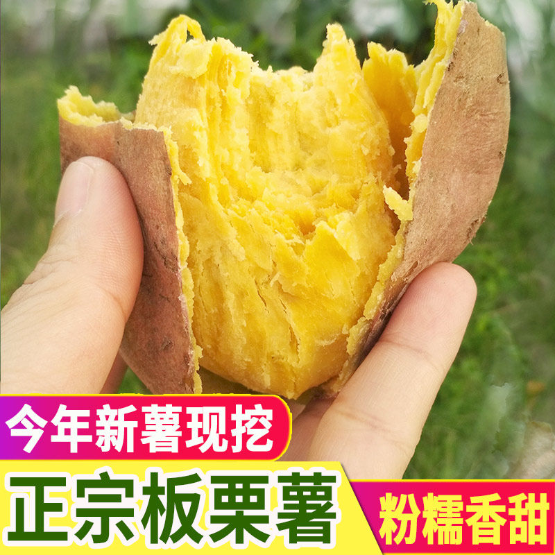 板栗红薯新鲜农家自种黄心栗子干面地瓜现挖粉糯甜鸡蛋黄番薯 5斤
