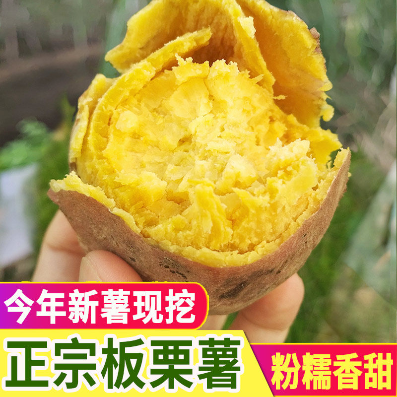 板栗红薯新鲜农家自种黄心栗子干面地瓜现挖粉糯甜鸡蛋黄番薯 5斤