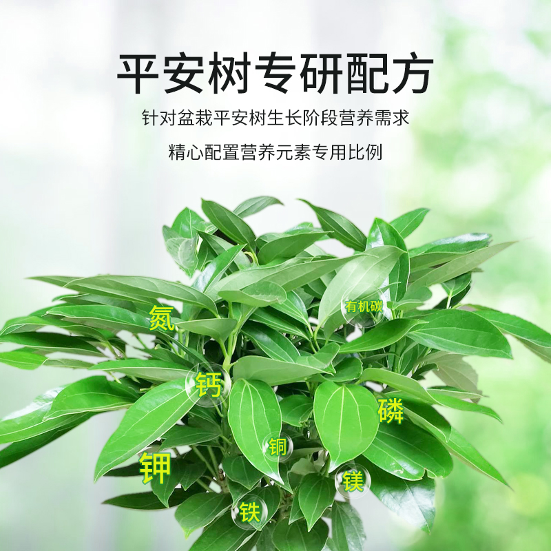 平安树专用肥料榕树幸福树玉树文竹叶绿素植物型通用氮磷钾营养液 - 图0