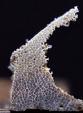 披毛犀老亚碎料保真正品文玩收藏