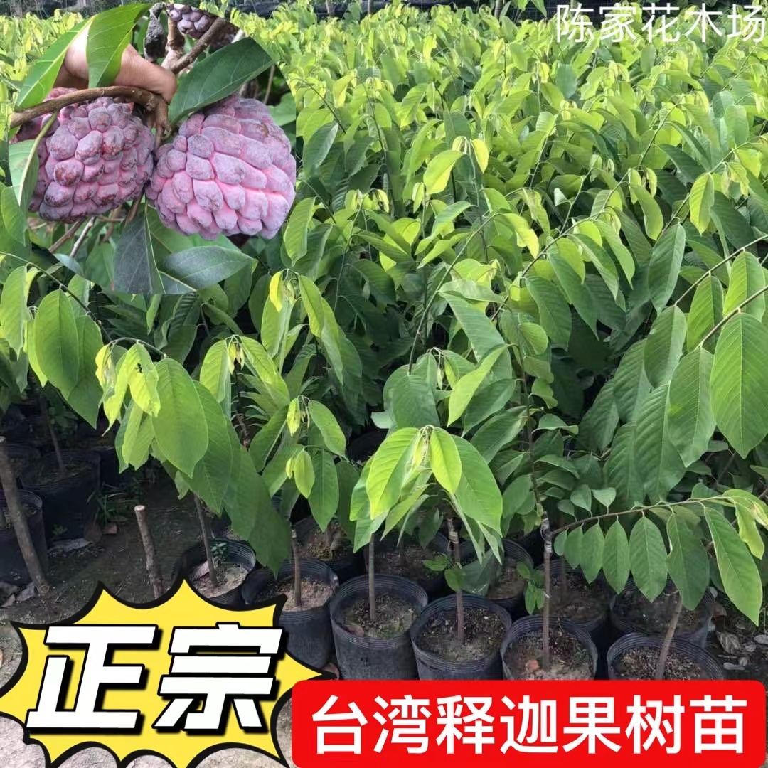 四季释迦果树苗台湾番荔枝苗嫁接当年结果南方地栽种植盆栽果树苗-图0