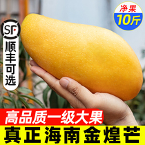 1st class Hainan Jinhuang mango fresh 10 catty and great fruit Sanya produce when season tropical fruit whole box Shunfeng optional