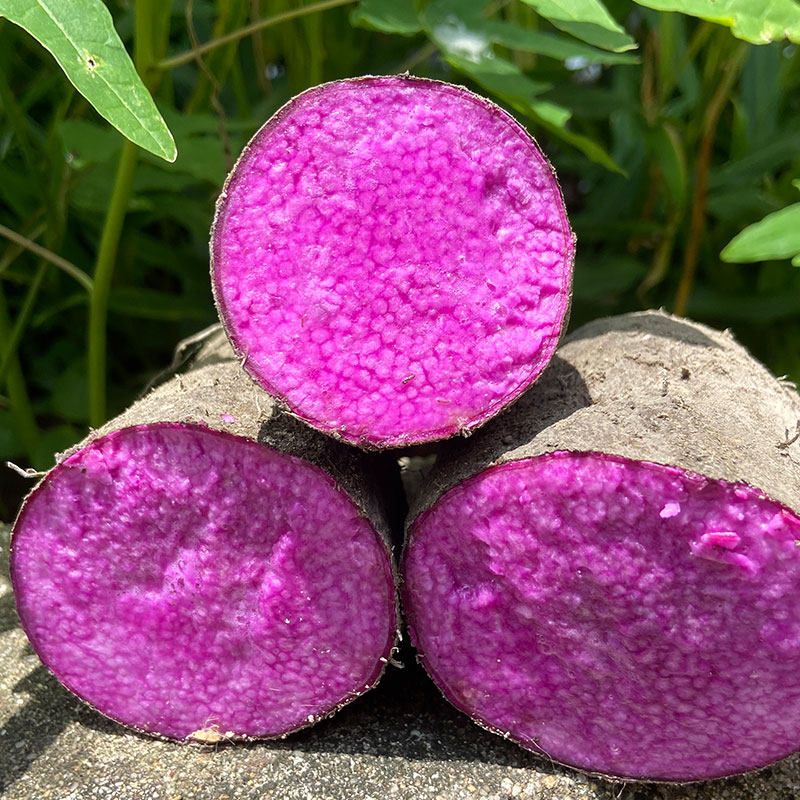 江西赣南农家紫山药新鲜脚板薯大薯紫淮山毛薯现挖蔬菜糯山药5斤