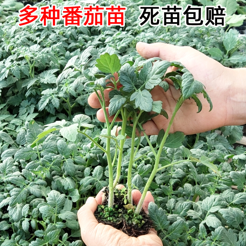 番茄苗千禧圣女果沙瓤西红柿苗秧菜苗四季秋季阳台盆栽农家蔬菜孑-图1