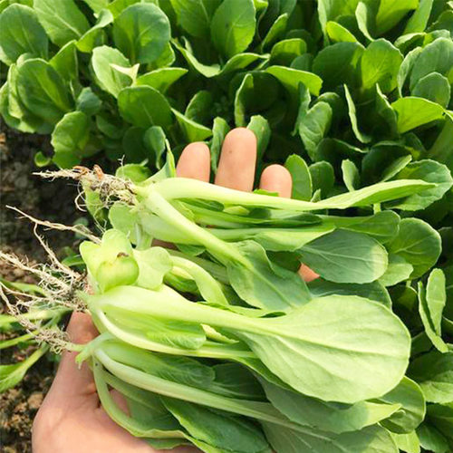 鸡毛菜种子上海青小油菜种籽菜籽耐寒四季春季盆栽青菜农家蔬菜孑 - 图3