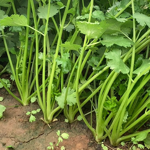香菜种子耐热四季芫荽种籽露天基地用阳台蔬菜盆栽小菜园种植套装 - 图3