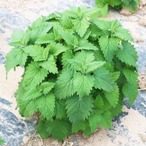 可食用柠檬薄荷种子猫薄荷种籽多年生四季盆栽驱蚊虫农家蔬菜孑苗 - 图2