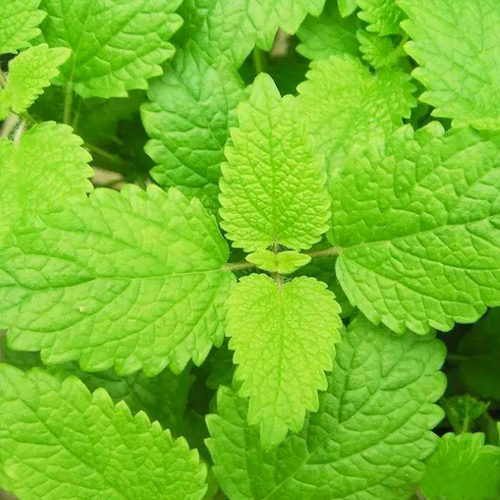 可食用柠檬薄荷种子猫薄荷种籽多年生四季盆栽驱蚊虫农家蔬菜孑苗 - 图0