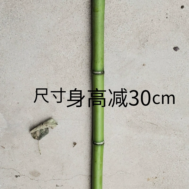 登山杖手杖手工拐杖竹头竹根天然轻便爬山手杖竹拐杖拐棍竹登山棍