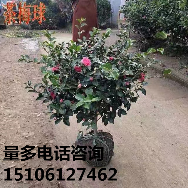 茶梅花苗树苗茶梅球茶花盆栽耐冻茶花树四季带花苞庭院耐寒茶花苗 - 图0