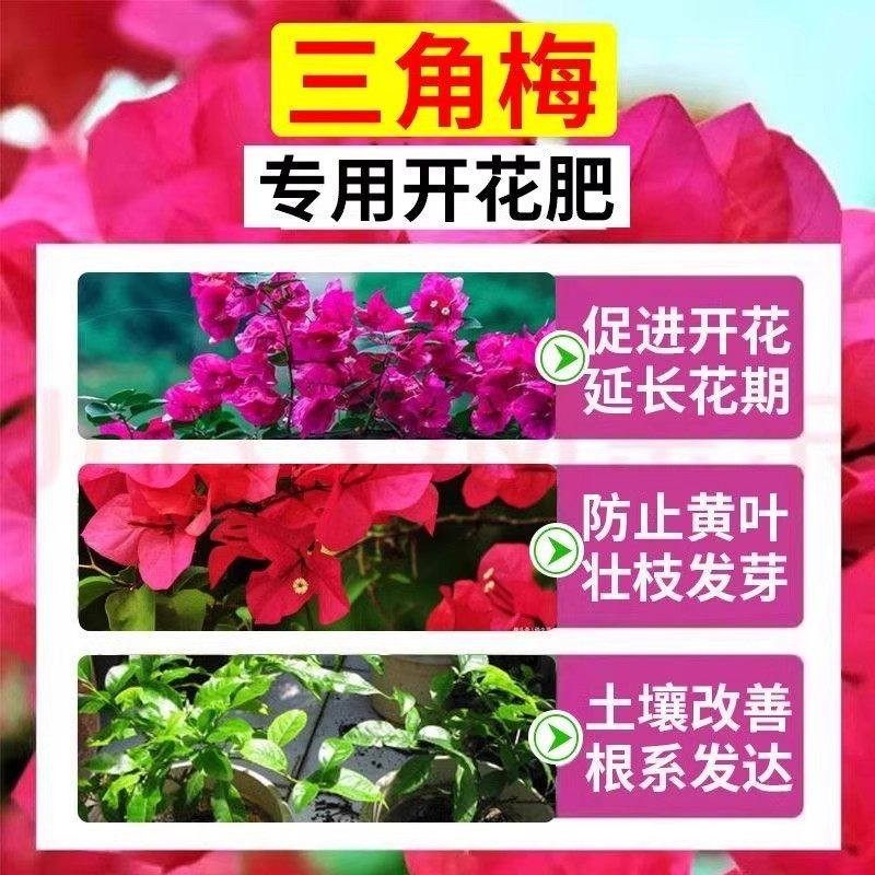 家用正品强效快速开花粉通用型玫瑰月季花爆花盆栽花卉植物通用型,淘宝优惠券,粉丝福利购,淘宝优惠卷