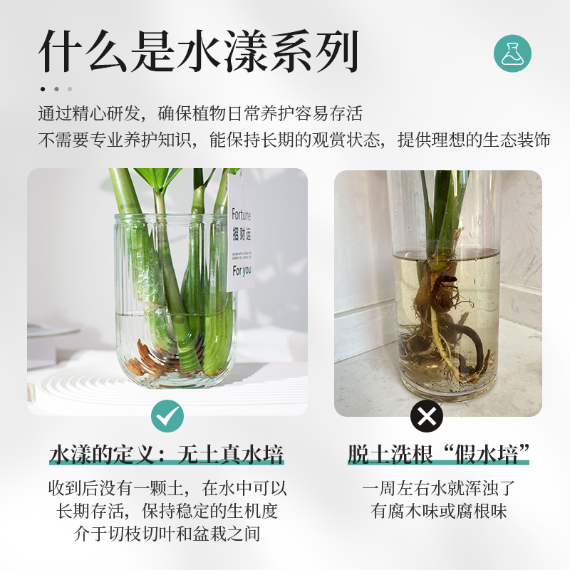 【吴先森的复式】种花的大象水培植物切枝金钱树桌面绿植耐阴好养