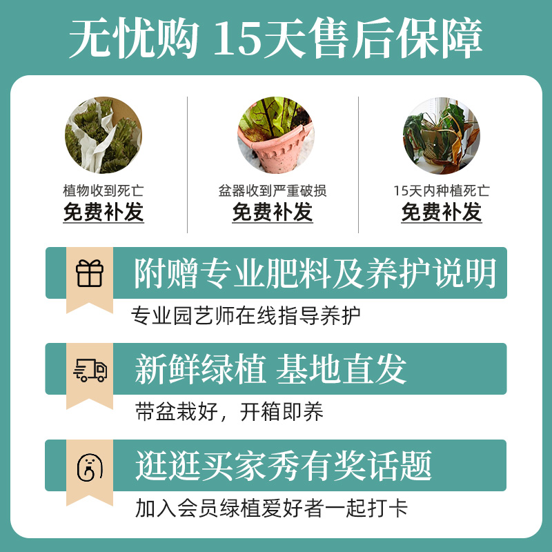 【吴先森的复式】种花的大象琴叶榕盆栽芭比榕桌面绿植客厅植物