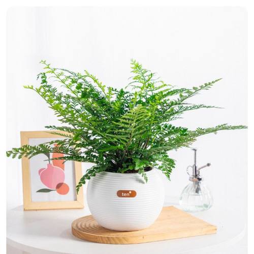 吉姆蕨网红植物盆栽绿植室内净化空气花卉水培蕨类观叶好养盆栽花 - 图2