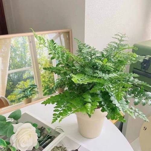 吉姆蕨网红植物盆栽绿植室内净化空气花卉水培蕨类观叶好养盆栽花 - 图0