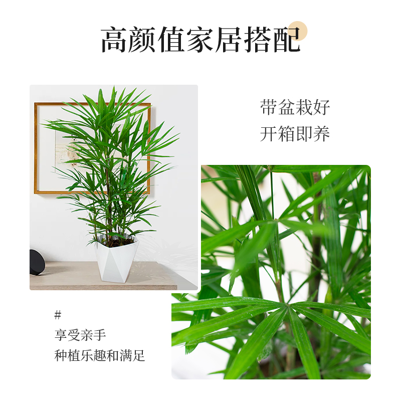 【吴先森的复式】种花的大象棕竹盆栽室内植物大型绿植客厅落地