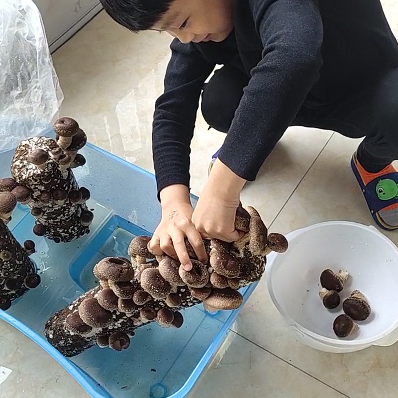 香菇菌包袋装蘑菇种植包菌种盆栽家庭种平菌菇食用家庭新鲜菌棒,淘宝优惠券,粉丝福利购,淘宝优惠卷