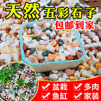 Natural fiftcolored floral stone white stone son patio paving decoration multi-meat paved fish tank building flower D basin floral load of flowers