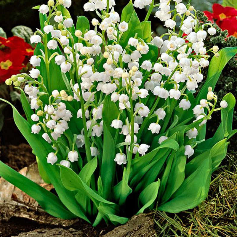 本鈴 新人首單立減十元 22年8月 淘寶海外