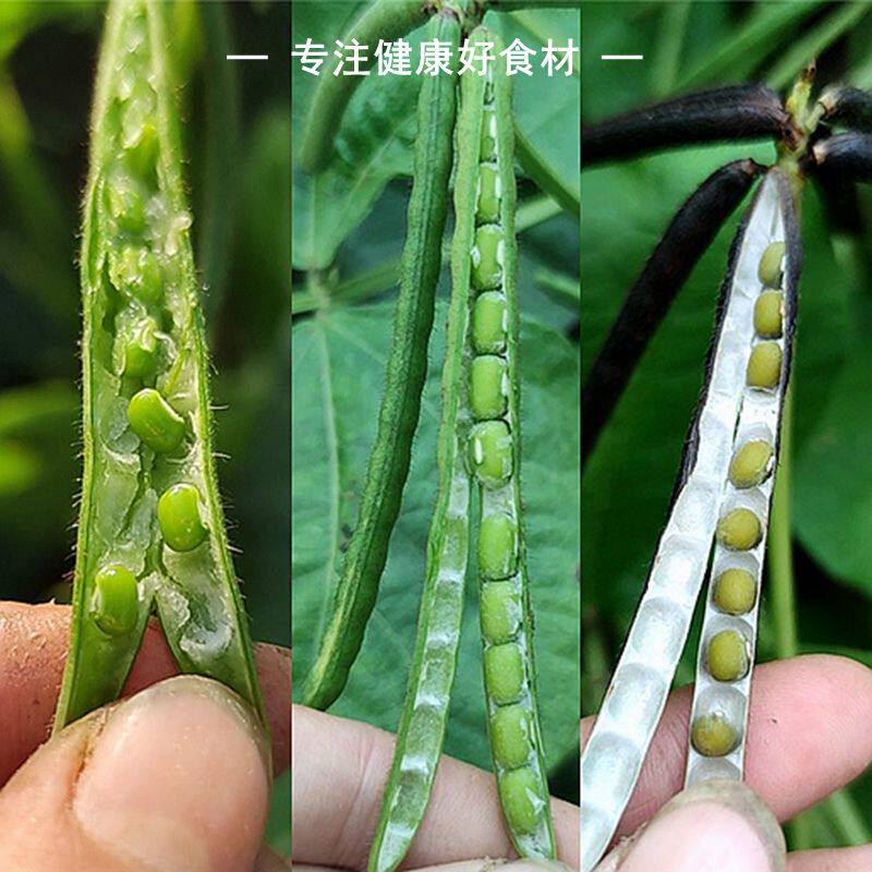 绿豆2022新货毛绿豆500g农家自种杂粮可发芽带皮绿豆老品种笨绿豆