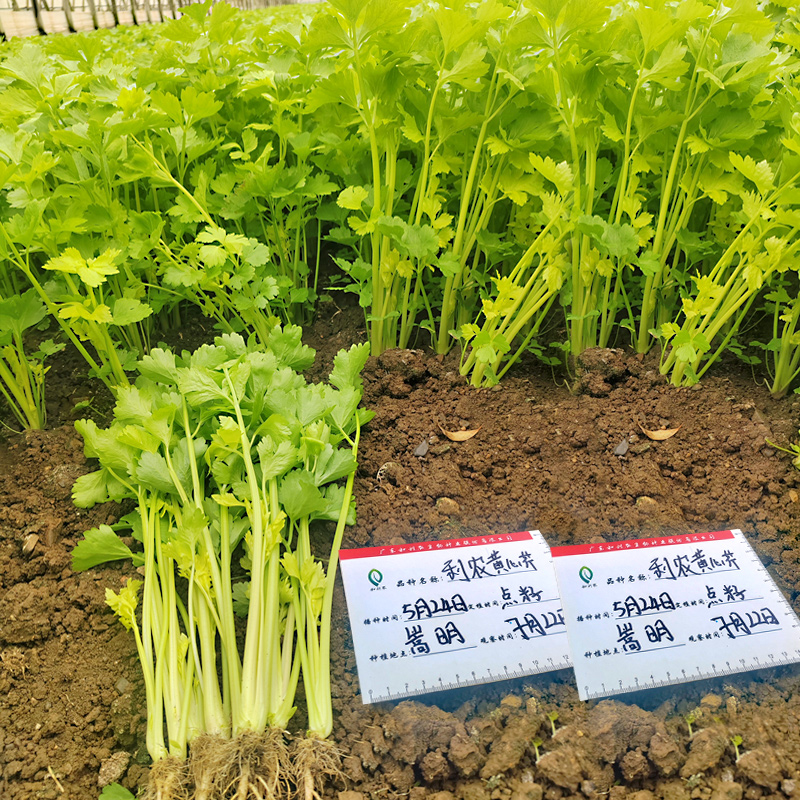 和利农正源四季半青白黄心芹种子小香芹种籽黄嫩芹菜小青菜种孑-图3