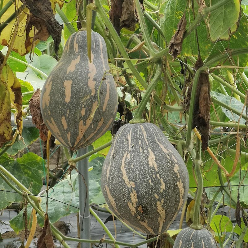 和利农 正源广东富都香芋南瓜种子粉糯香甜南瓜种籽板栗味蔬菜孑 - 图1