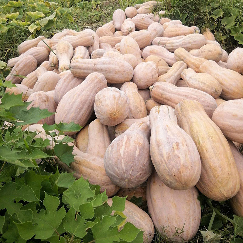 和利农 正源大果金蜜蜜本南瓜种籽食用粉糯香甜高产蔬菜种籽孑,淘宝优惠券,粉丝福利购,淘宝优惠卷