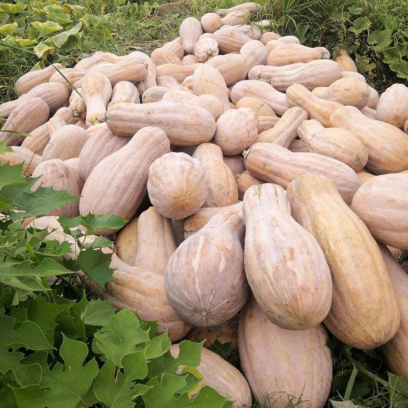 和利农 正源利农2号蜜本南瓜种子食用粉糯香甜高产四季蔬菜种籽孑,淘宝优惠券,粉丝福利购,淘宝优惠卷