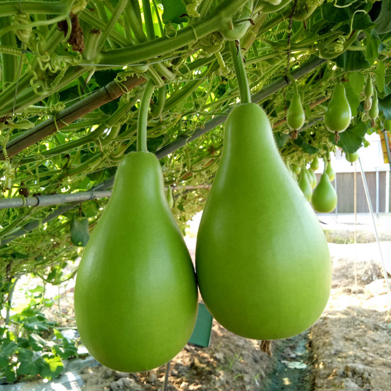 和利农正源蒲瓜短瓠瓜种籽种子户子菜葫芦特长小瓠子蔬菜孑长瓢瓜 - 图2