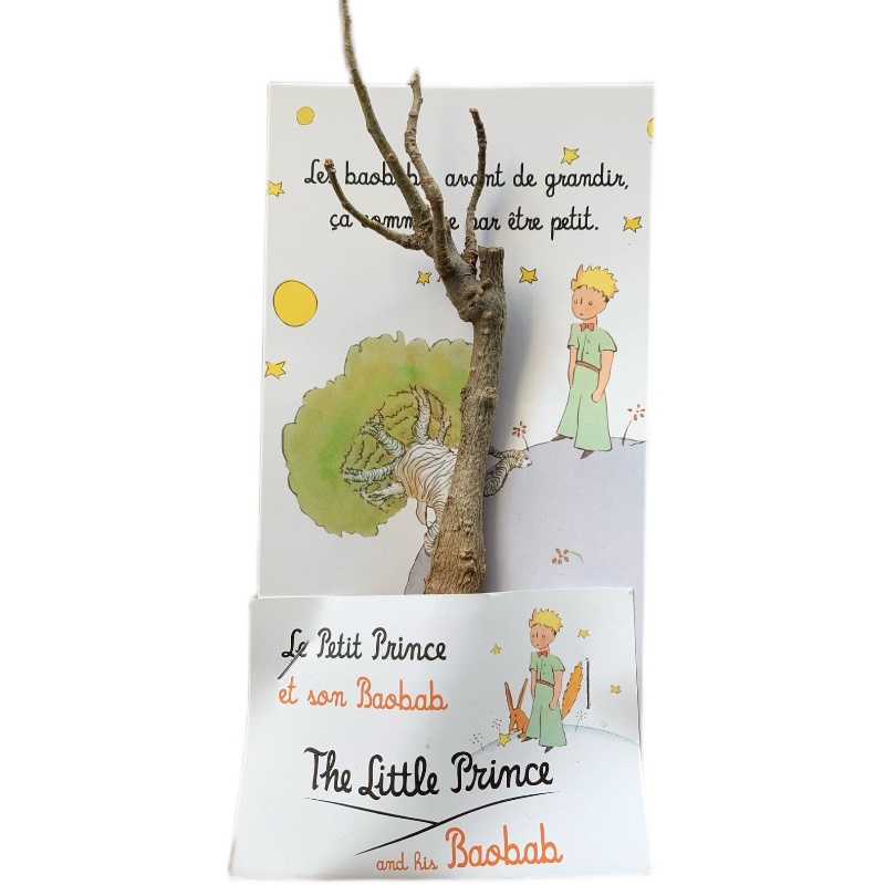 小王子周边法国商店里的猴面包树创意小礼品