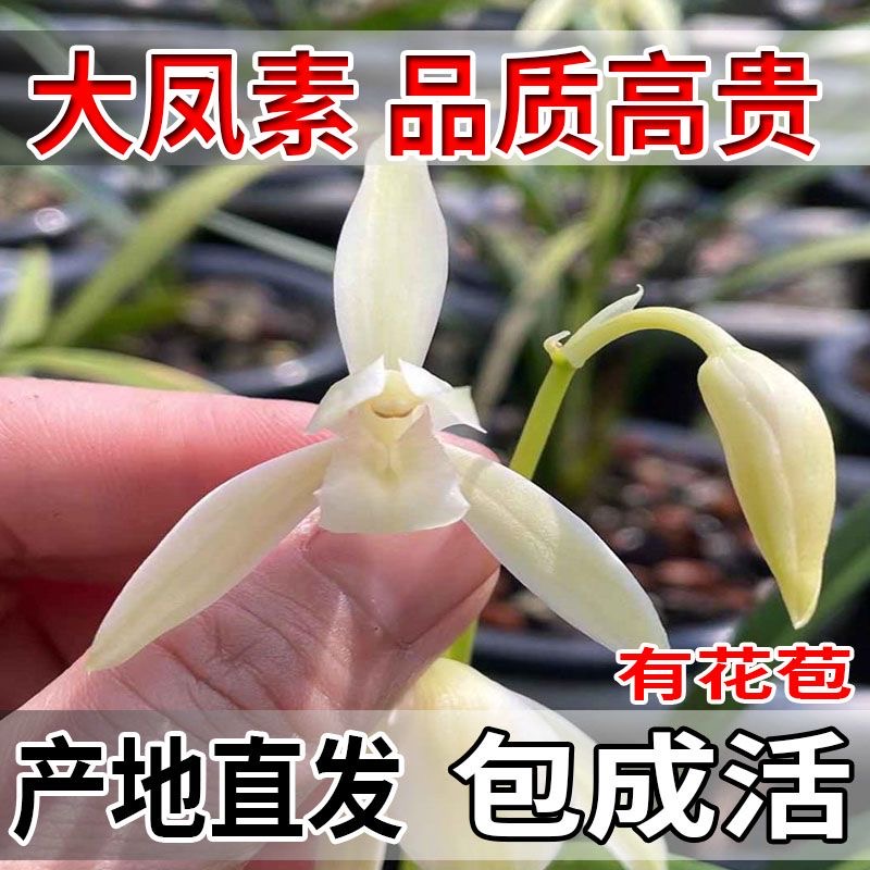 翁源兰花喜花里四季建兰大凤素心浓香开花好易养室内绿植花卉盆栽 - 图2