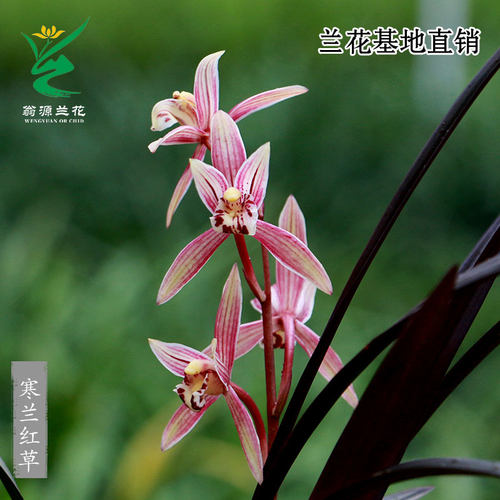 翁源兰花正品寒兰红草带花浓香彩素好养室内茶台桌面高级花卉盆栽 - 图2