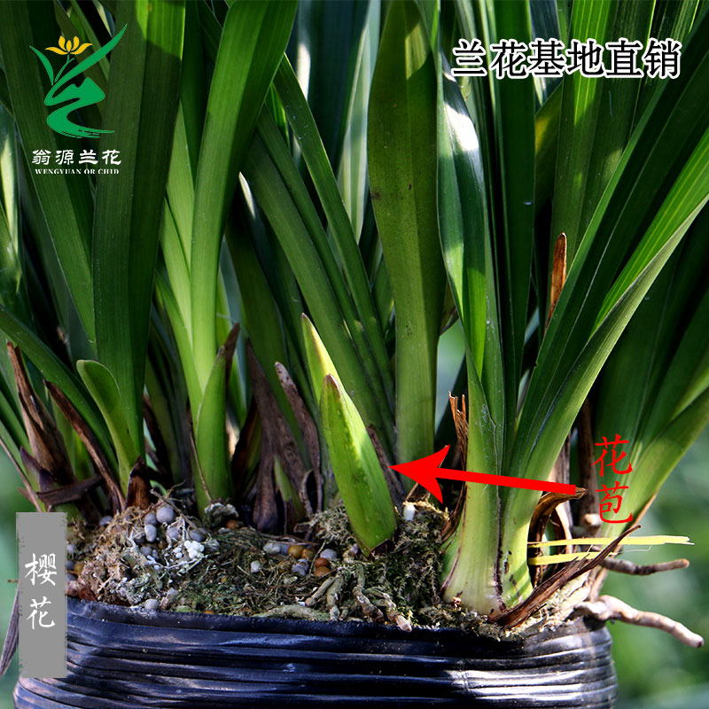 翁源兰花苗大花蕙兰浪漫樱花浓香型盆栽观花植物室内四季好养绿植 - 图2