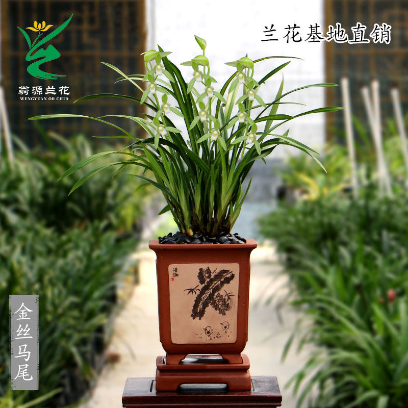 老种四季建兰花苗金边素心金丝马尾爪带花浓香好养室内绿植卉盆栽,淘宝优惠券,粉丝福利购,淘宝优惠卷