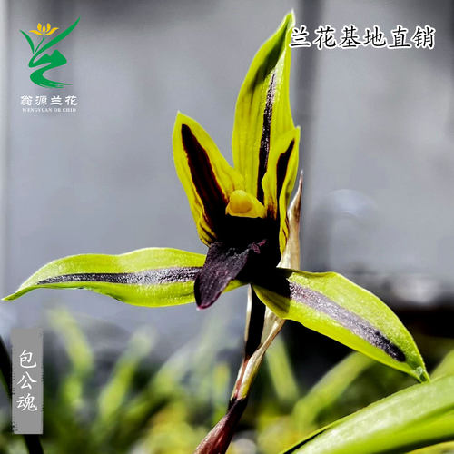 喜花里高端正品春兰花王黑素花包公魂老种宋梅带花浓香好养室内卉 - 图2