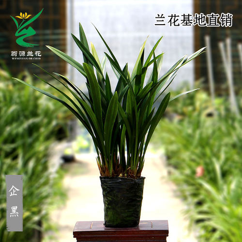 翁源兰花喜花里墨兰金边企黑报岁兰带花室内好养浓香绿植花卉盆栽 - 图1