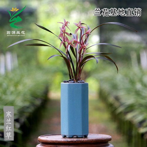 翁源兰花正品寒兰红草带花浓香彩素好养室内茶台桌面高级花卉盆栽 - 图1