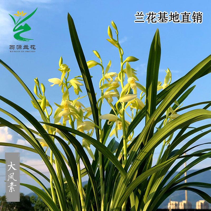 翁源兰花喜花里四季建兰大凤素带花好养室内阳台绿植花卉盆栽,淘宝优惠券,粉丝福利购,淘宝优惠卷