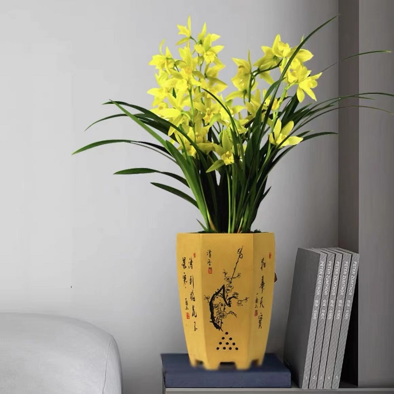 翁源兰花苗喜花里老种绿叶墨兰绿翡翠金边企黑带花浓香好养室内卉 - 图2