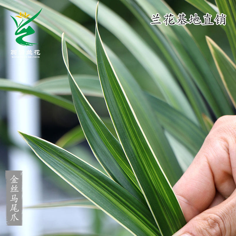 老种四季建兰花苗金边素心金丝马尾爪带花浓香好养室内绿植卉盆栽,淘宝优惠券,粉丝福利购,淘宝优惠卷